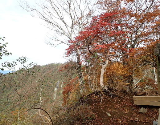 檜洞丸　つつじ新道標高約1450メートル