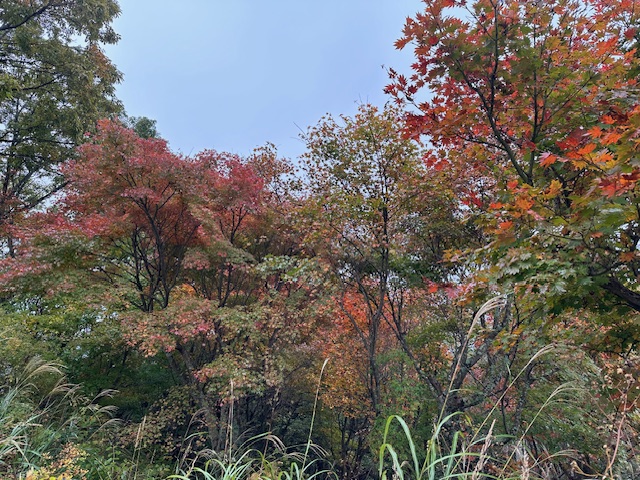 11月10日陣馬山山頂