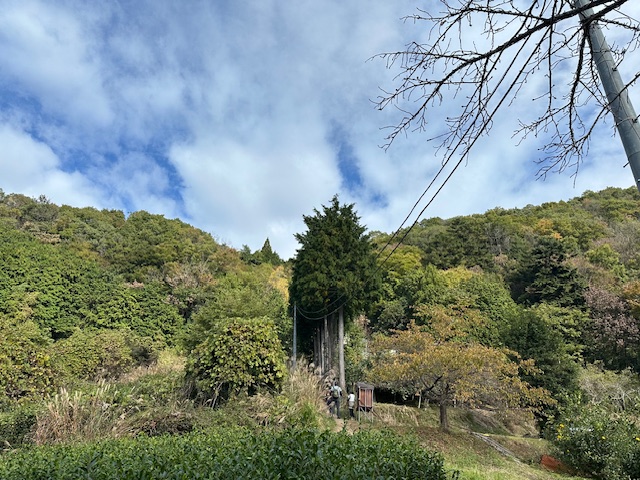 11月10日陣馬山栃谷登山口