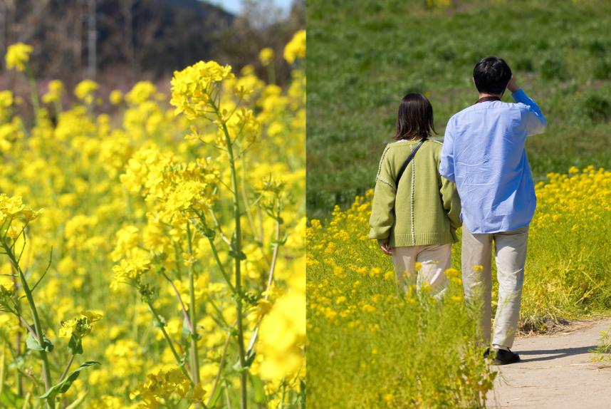 写真好き集まれ菜の花ウォッチプチハイキング婚活イベントのイメージ画像