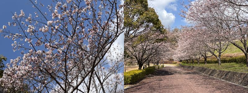 中井中央公園