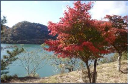 11月27日丹沢湖周辺見ごろ