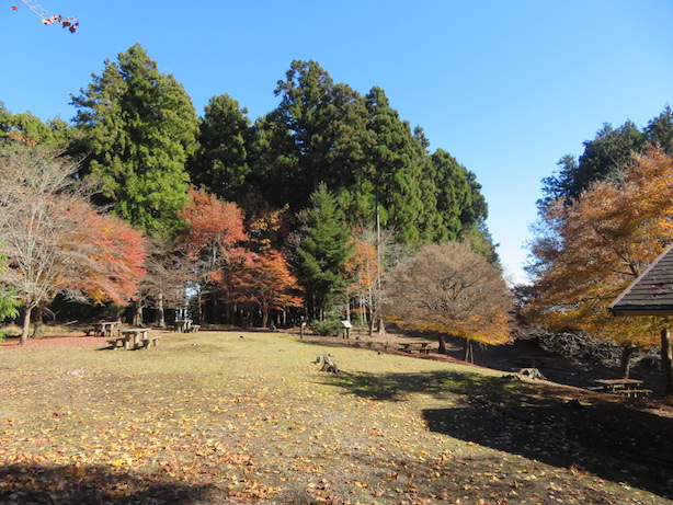 11月29日権現平見ごろ