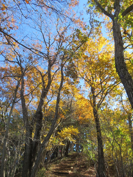 11月29日権現平から南山の間見ごろ