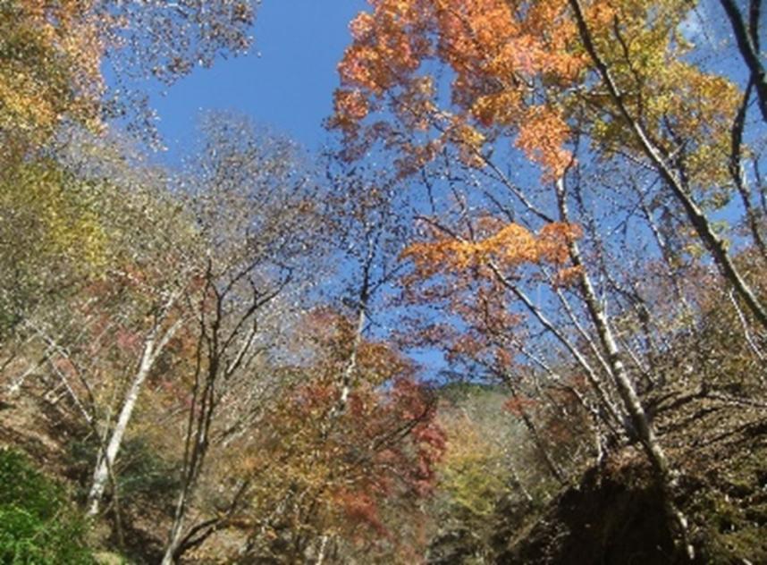 12月1日鍋割山稜雨山峠周辺散り始め