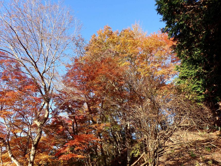 12月2日権現山西丹沢山頂