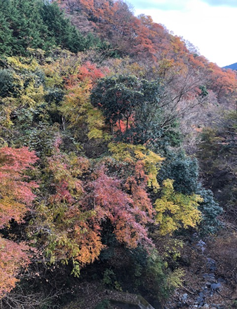 シダンゴ山　虫沢林道周辺