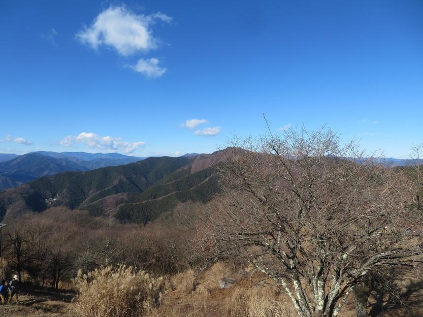 12月14日陣馬山山頂落葉