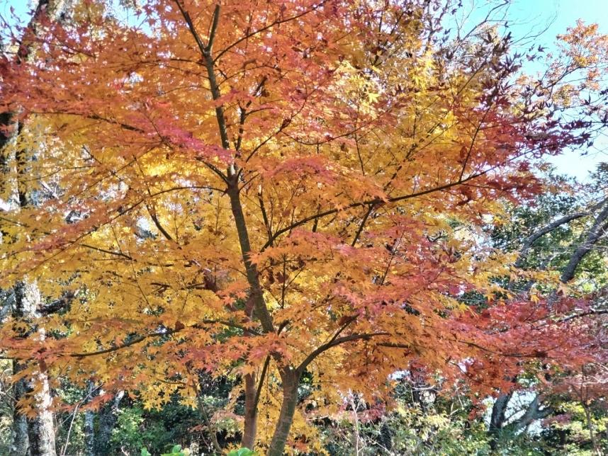 1204koboyama_minamiguchi