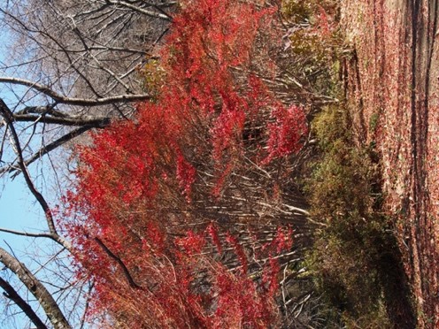 弘法山周辺の紅葉