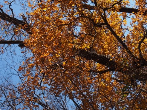 弘法山周辺の黄葉