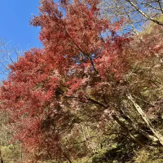 鍋割山　二俣周辺