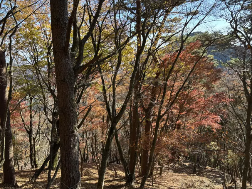 鍋割山　標高約850メートル