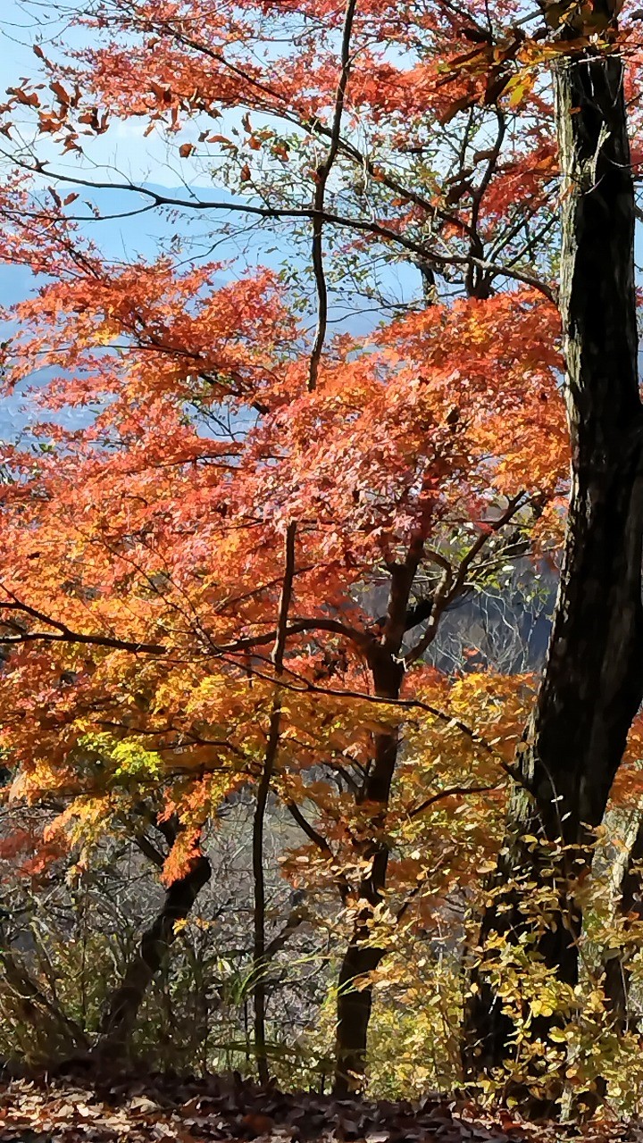 高取山（秦野市）山頂直下