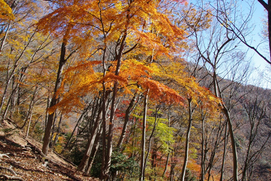 仏果山標高約500メートル
