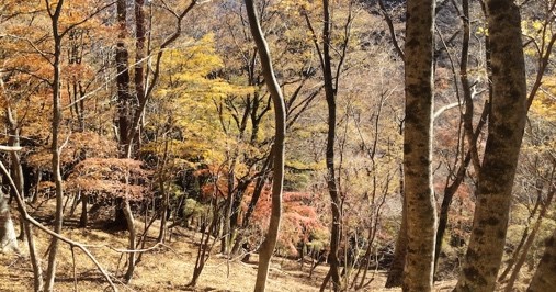 鍋割山　後沢乗越周辺