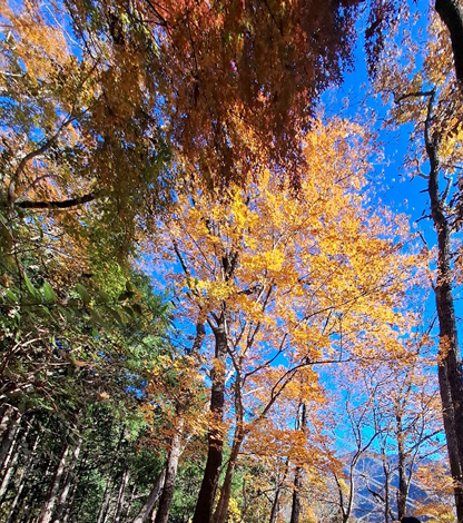 大倉尾根　観音茶屋周辺
