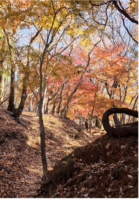 大倉尾根　見晴茶屋周辺