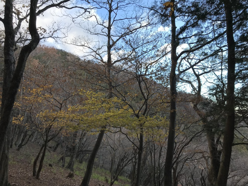 大山かごや道周辺