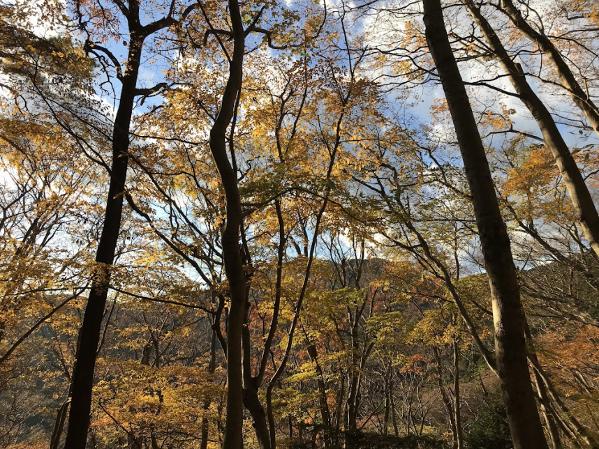 大山　蓑毛周辺