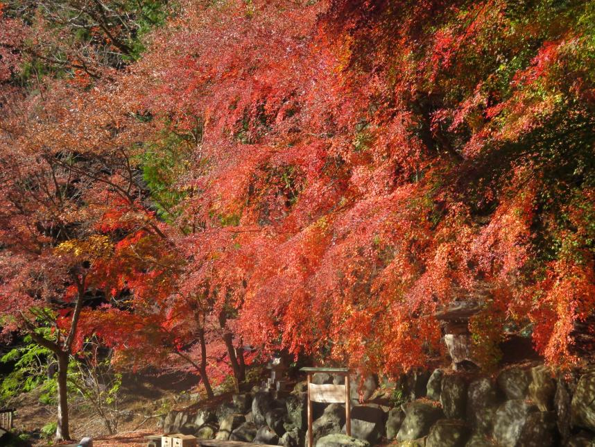 菩提　葛葉の泉