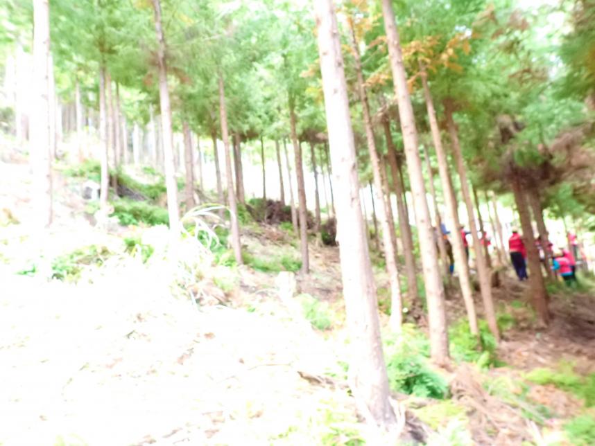 枝打ち後の森林の様子