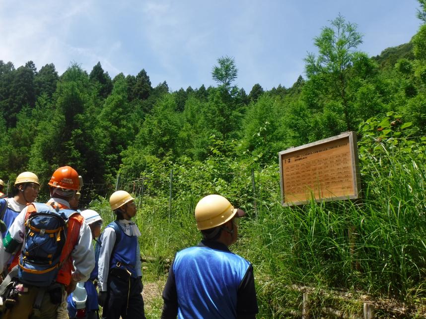 「成長の森」の説明