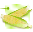 とうもろこし（緑）