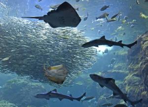 江の島水族館写真