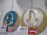 サメの歯の標本