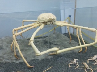 タカアシガニの標本