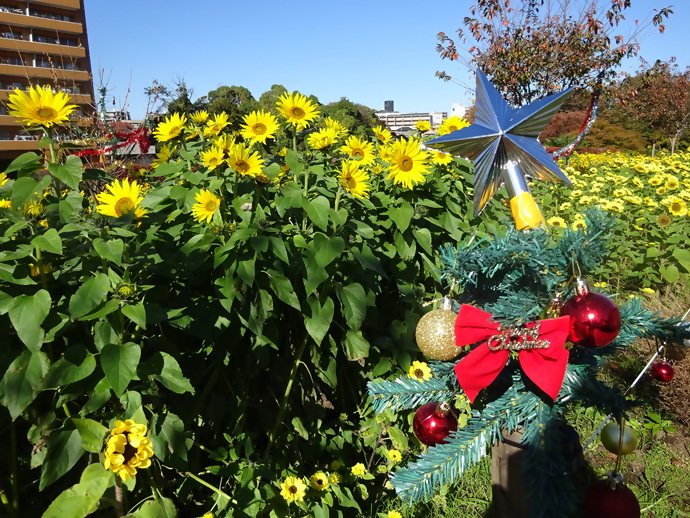 冬に咲くひまわり