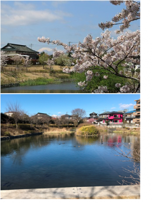 今泉名水桜公園