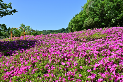 つつじの丘公園のつつじの咲くころ
