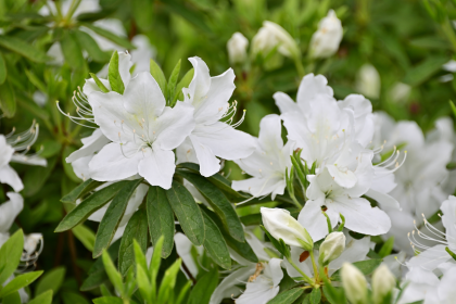 つつじの丘公園のリュウキュウツツジ