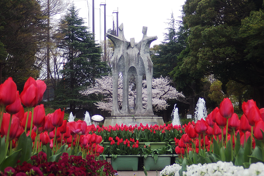 共同カイテックみらいパーク（引地台公園）の桜