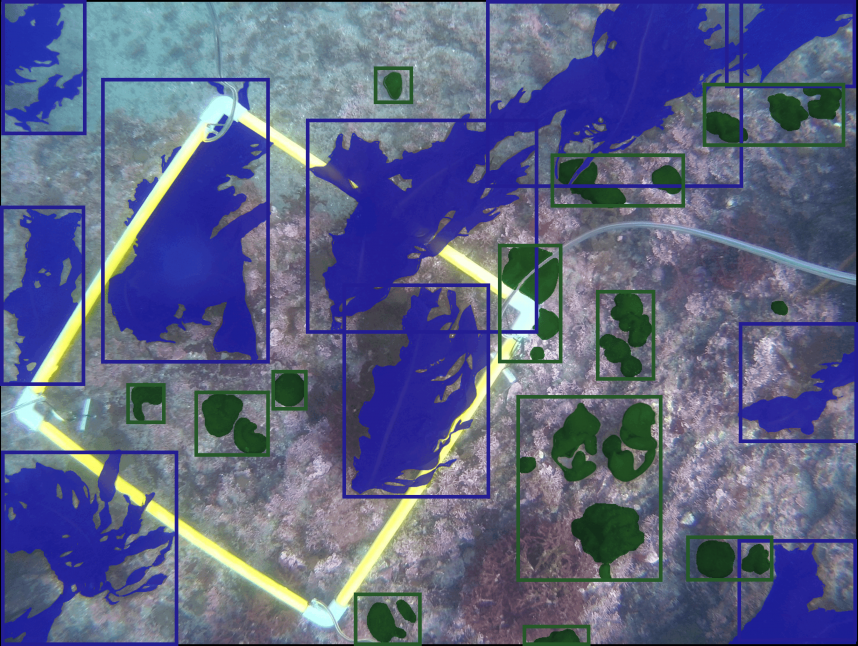 海藻種別判定AIモデル