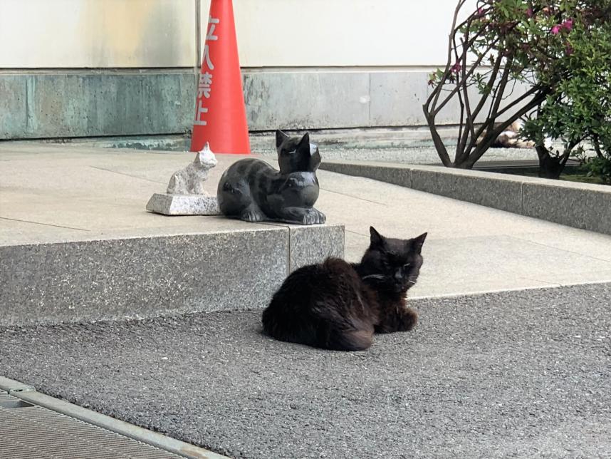 寳泉寺の猫その3