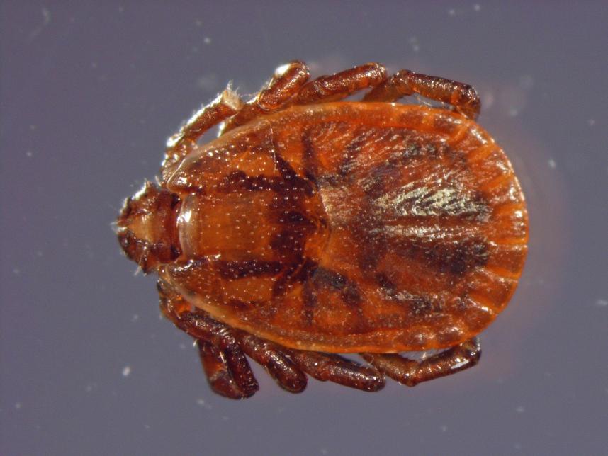 フタトゲチマダニ