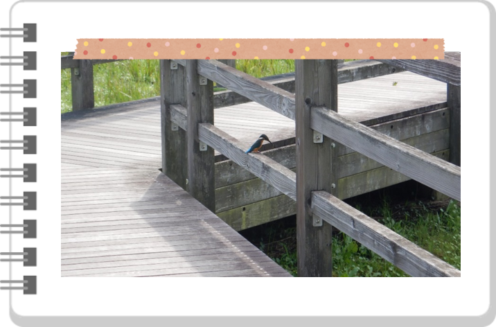 蟹ヶ谷公園のカワセミの写真