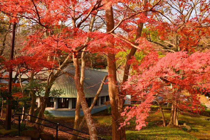 城山公園紅葉