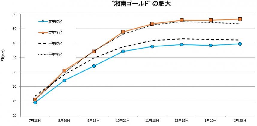 湘南ゴールド肥大