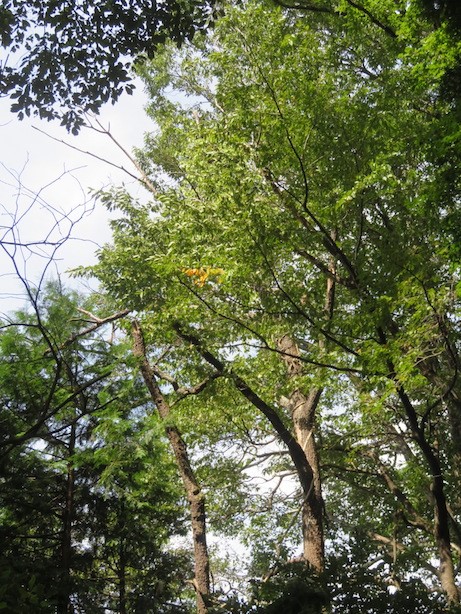 底沢峠周辺標高約600メートル