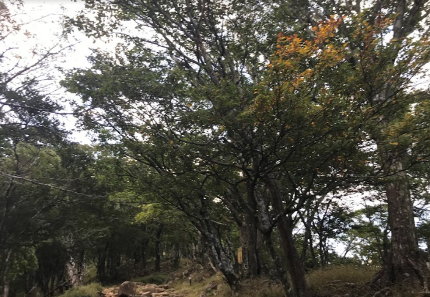 9月8日大山標高約1050メートル