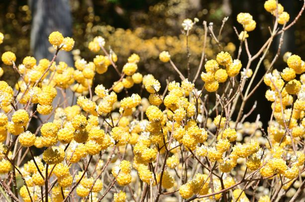 密集するミツマタの枝