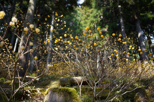 木々の間のミツマタ