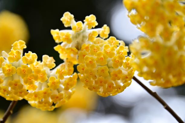 ミツマタの花クローズアップ2