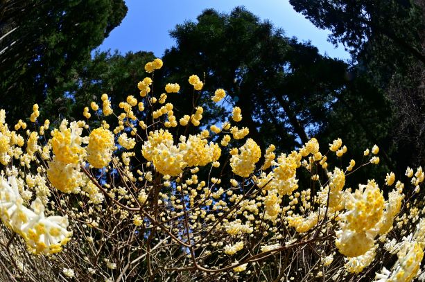 青空に映えるミツマタ