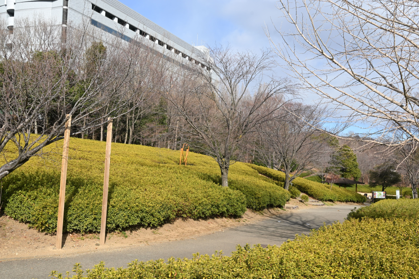 つつじの丘公園の遊歩道