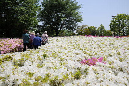 つつじの丘公園の遊歩道周りの様子